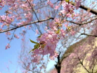 3月の折り込みチラシが入りました！